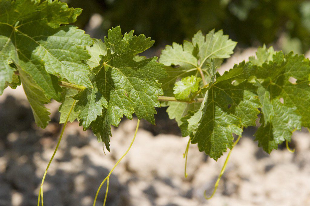 racimo de uvas