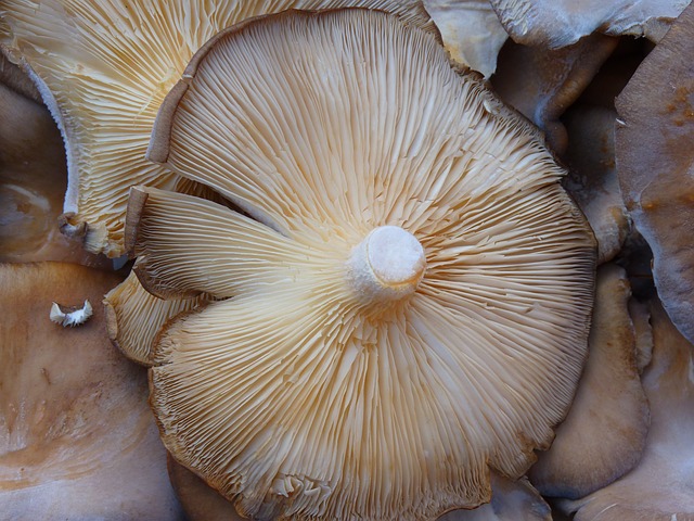 mushroom-5368_640