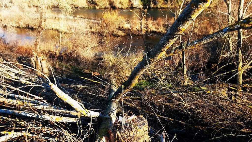 Ramas y árboles cortados en el entorno del río