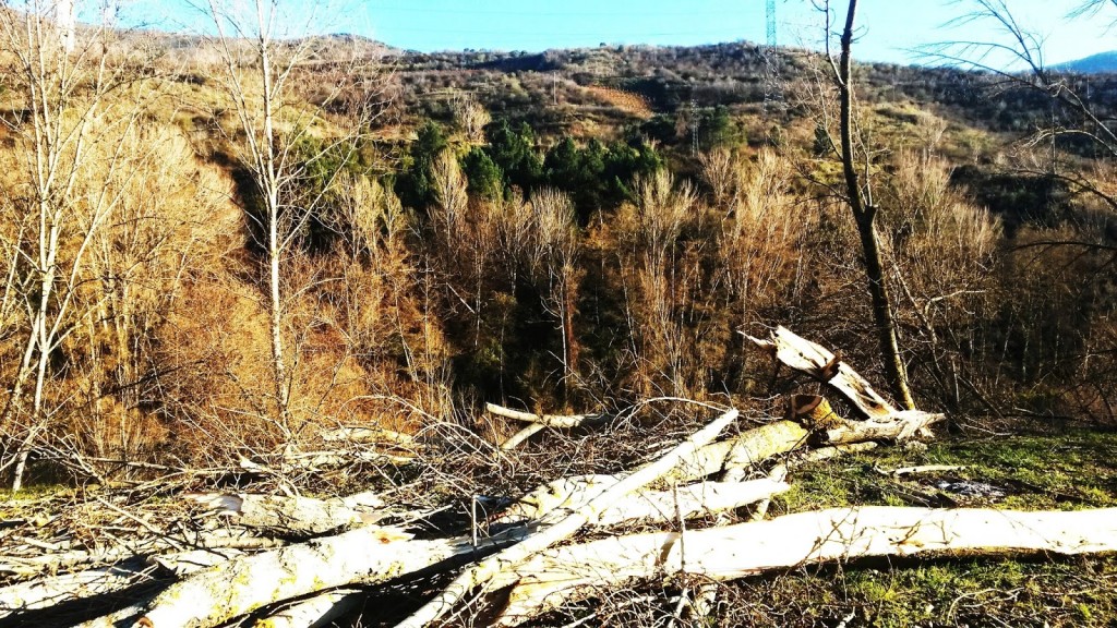 Troncos de los árboles talados esparcidos por el suelo en el entorno del río Sil 