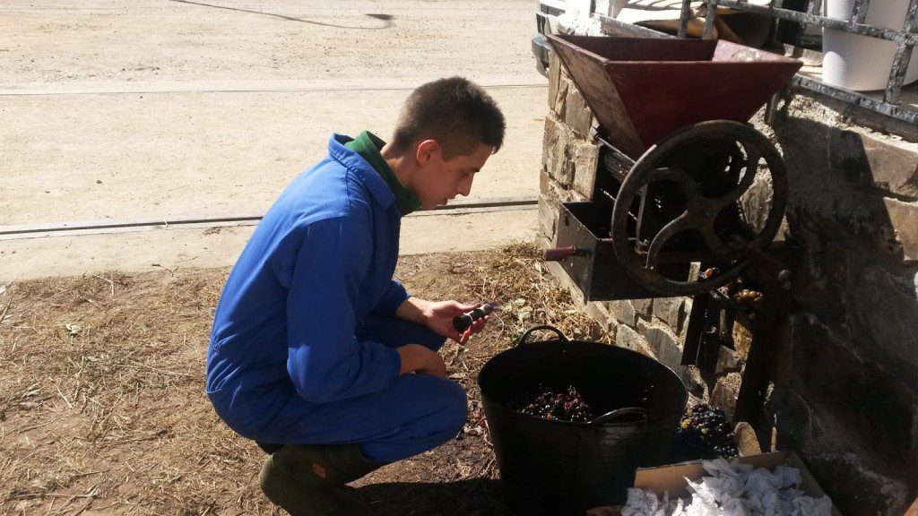cooperativa a rua midiendo grado de la uva