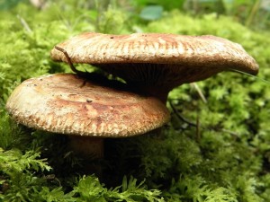 Cogumelos2