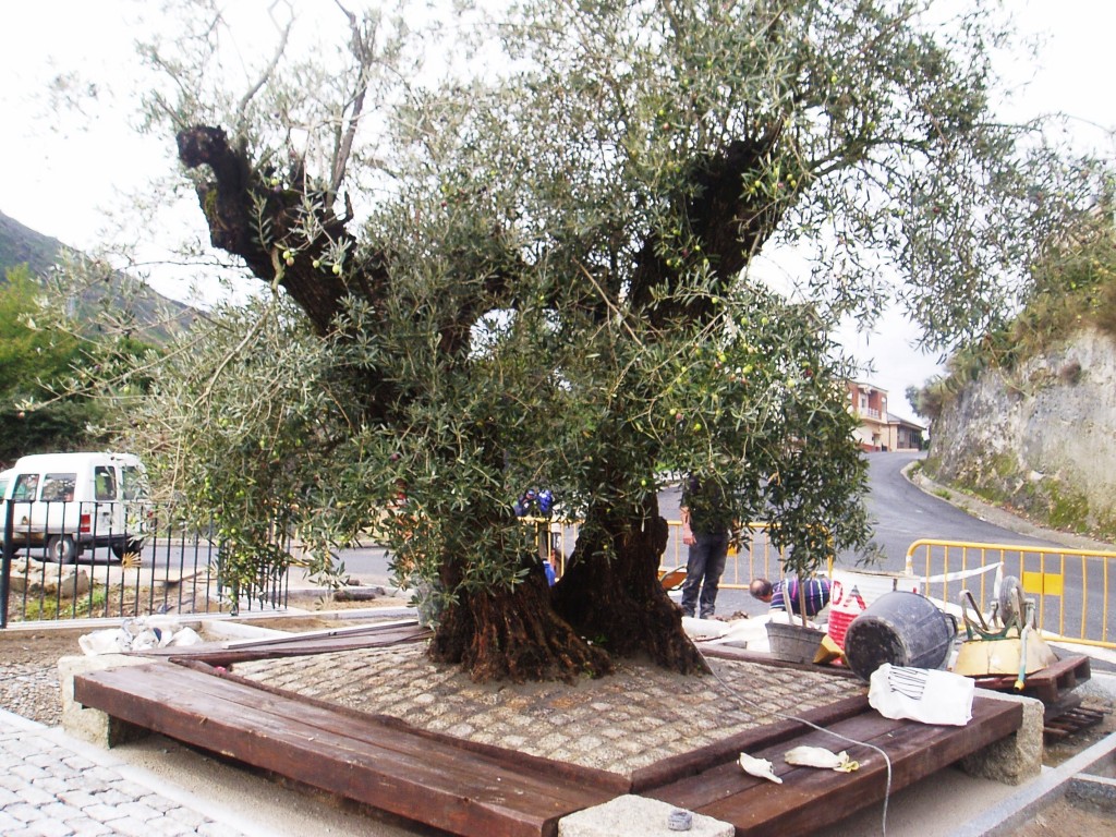 La base del olivo llevará piedras del siglo XIX de la antigua N-536