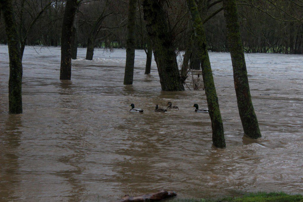  Los patos campan por la zona de las piscinas municipales