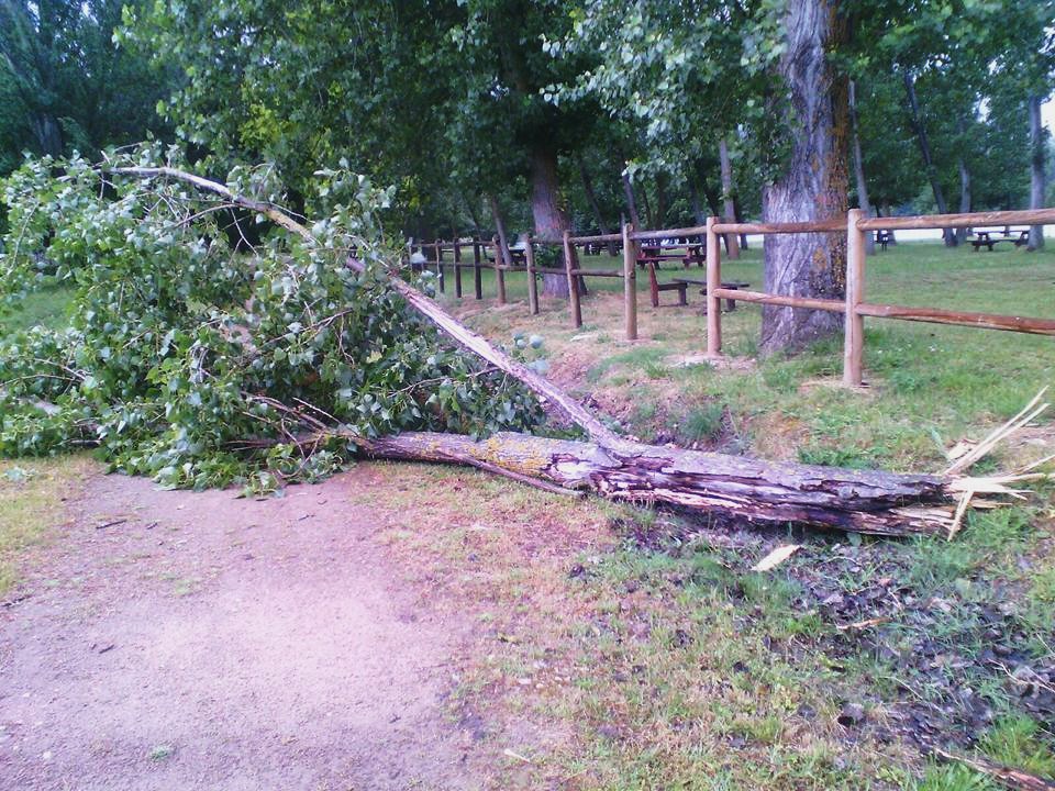 Foto que circuló por las redes sociales sobre la reciente caída de dos árboles en la chopera de A Rúa