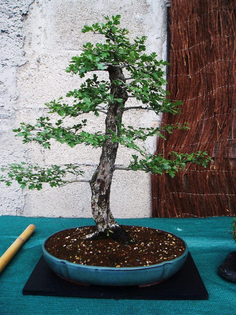 Otro bonsái