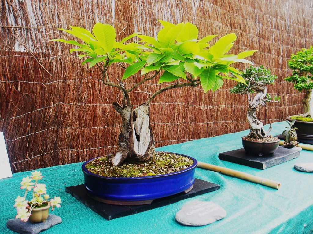 Pieza de la colección de bonsáis de los aficionados de A Rúa