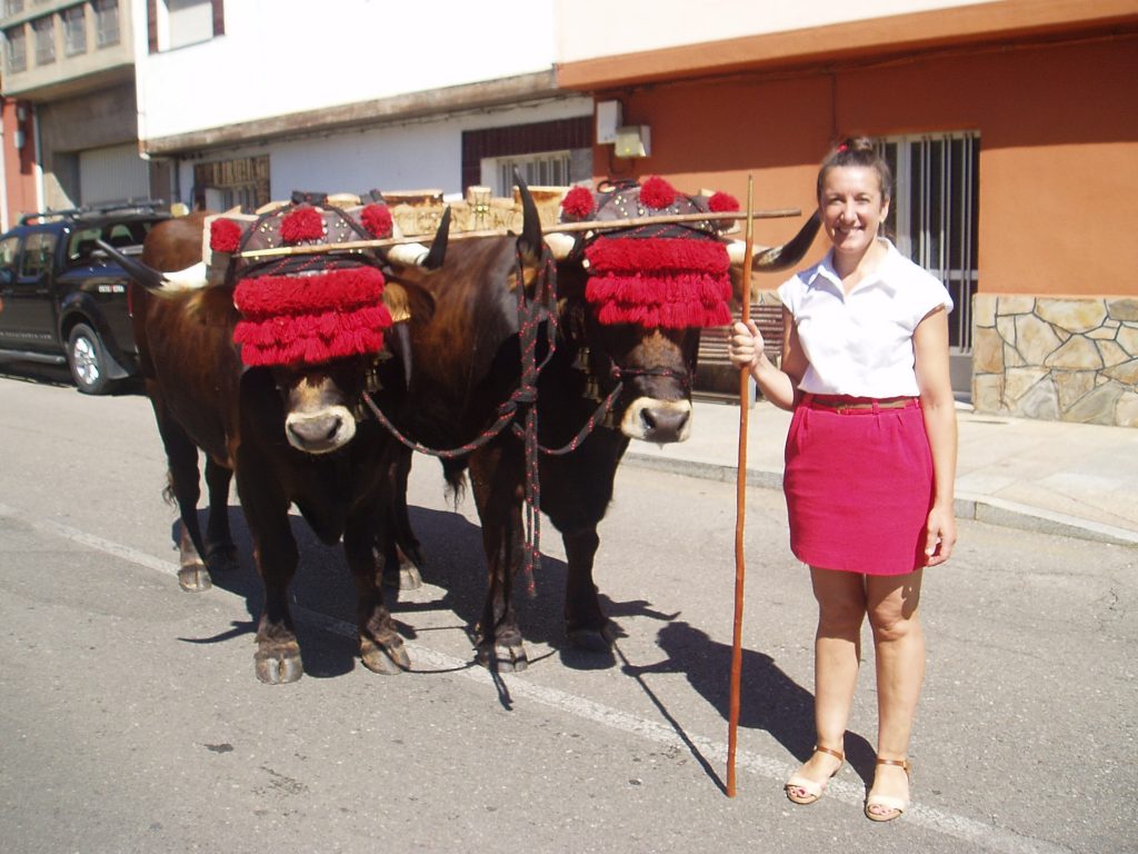 Los  bueyes de la ganadería Nogueira
