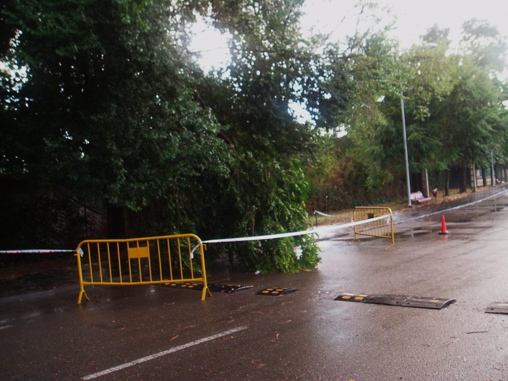 Parte del árbol caído sobre el vial de las piscinas y señalizado por la Policía Local