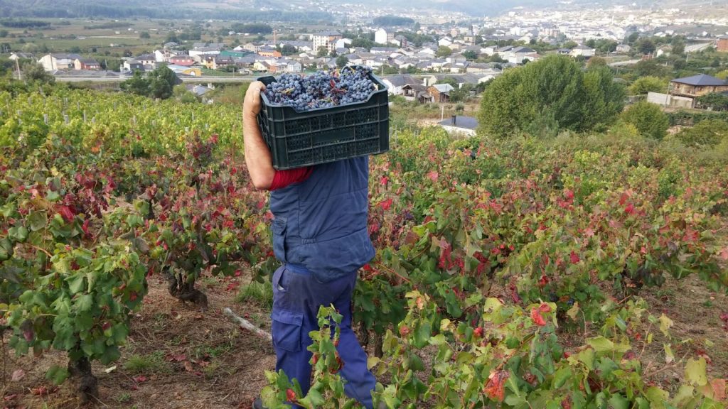 Vendimia en los viñedos del bodeguero José Luis Aristegui de A Rúa