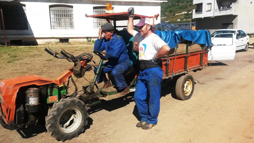 Cola en la cooperativa de A Rúa (Valdeorras) para descargar durante la vendimia