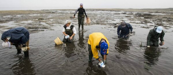 Mariscadoras trabajando al bajar la marea