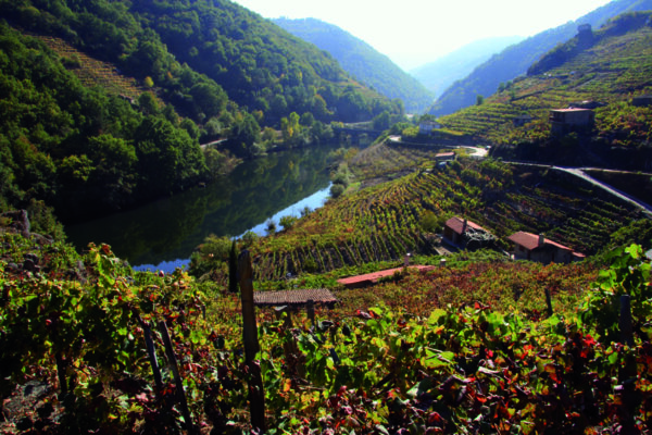 Vista panorámica de la Ribeira Sacra donde se aprecian sus viñedos y el río